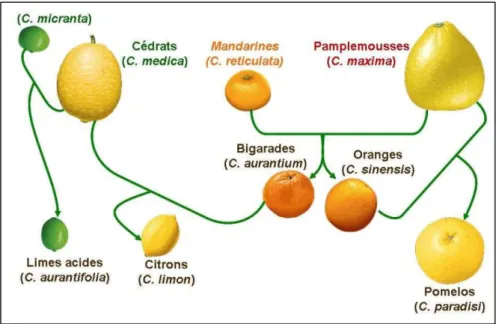 Figure 4 : Structuration de la diversité génétique du genre Citrus (Jacquemond C. et al,  2009) 