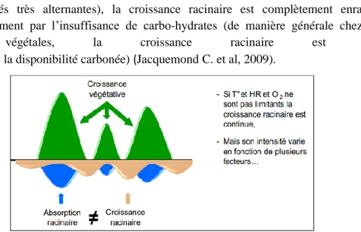 Figure 6 : Croissance végétative, croissance racinaire et absorption racinaire d’un  agrume (Jacquemond C