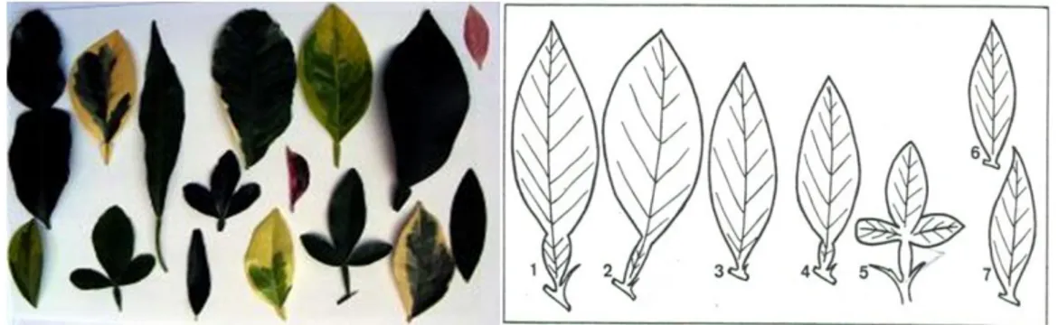 Figure 7 : Représentation de quelques types de feuilles (Lahmar S., 2015)  La feuille est généralement composée de 2 parties : 
