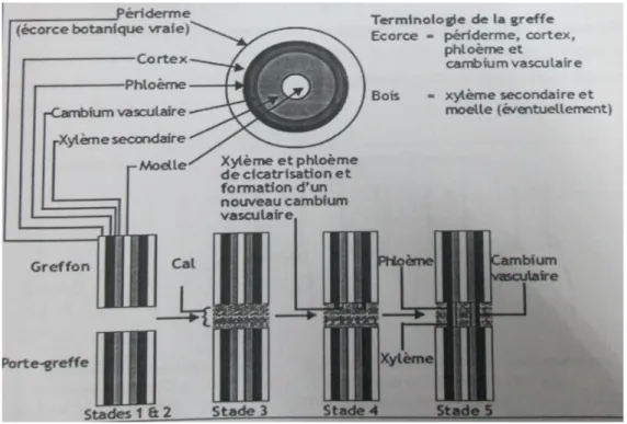 Figure 30 : Le mécanisme de soudure entre le greffon et le porte-greffe (Jaeniske,  2003) 