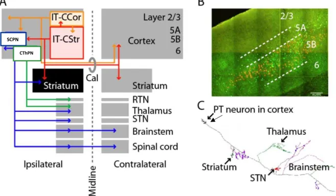 Figure 2: Long-range axonal projections define two classes of corticostriatal projection  neuron