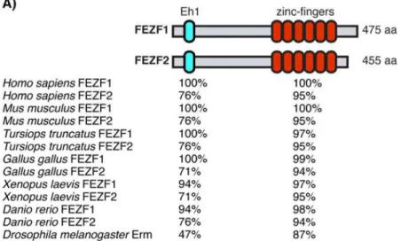 Figure 10: The Fez family of transcription factors.