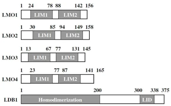 Figure 14: Schematic representation of LMOs in gene transcriptional regulation. 