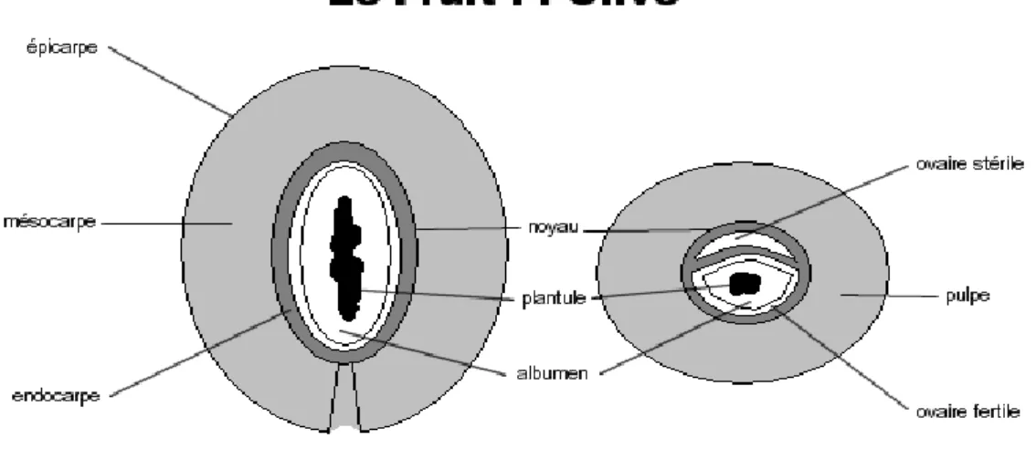 Figure N° 03 :  coupe longitudinale et transversale du fruit d’olive.   