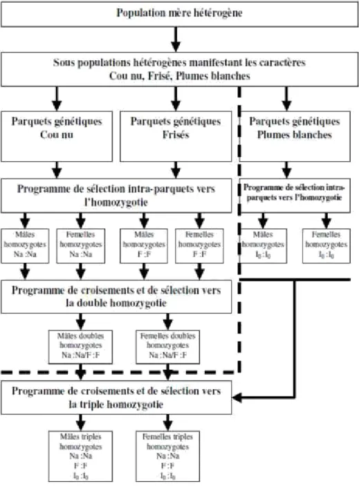 Figure 4 :  Diagramme  général  du  programme  de  sélection  pour  la  création  de  souches homozygote résistante à la chaleur chez la volaille locale (Halboucheet al ; 2012)