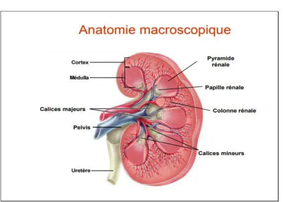 Figure 2 : anatomie macroscopique du rein (Godin ,2012) 