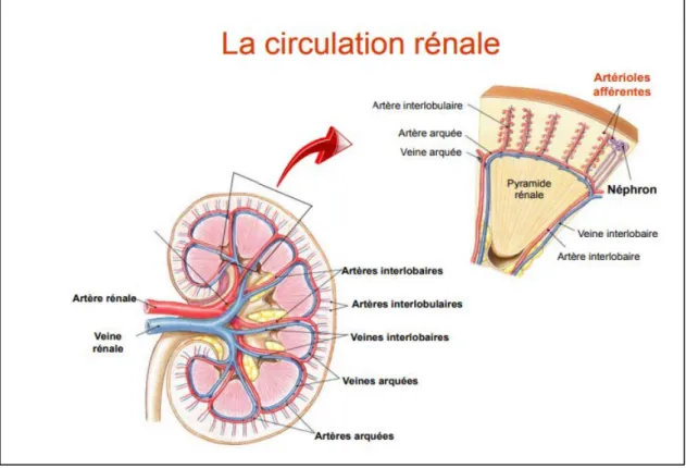figure  4 : vascularisation du rein (Godin ,2012)  1.5. Les fonctions des reins 