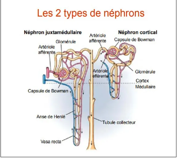 Figure   6        types de néphrons   ( Godin ,2012) 