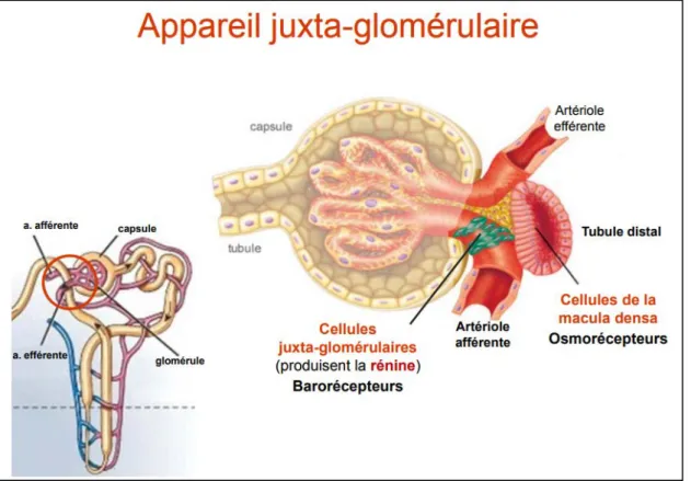 figure   9 :      Appareil juxta-glomérulaire ( Godin , 2012)       1.6.5. Physiologie du néphron 