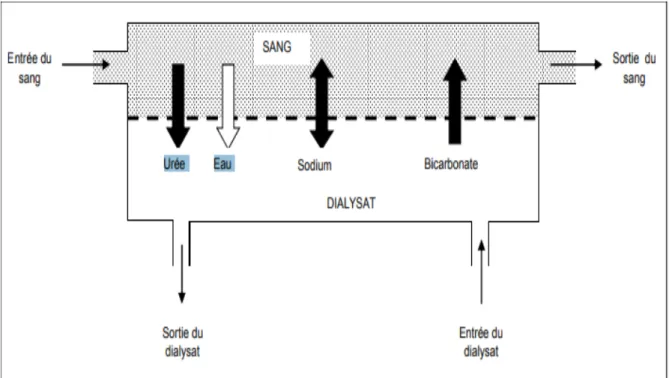 Figure   11 :     le dialyseur  