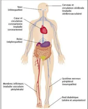 Figure 1 : Les principales complications du diabète (Nam, 2013). 