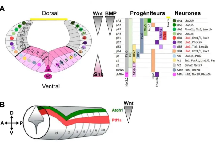 Figure 4: Spécification moléculaire des neurones du rhombencéphale selon l'axe dorso- dorso-ventral 