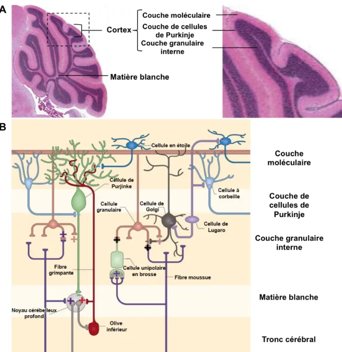 Figure 8: Organisation cellulaire du cervelet et sa connectivité 