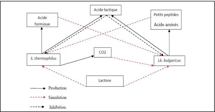 Figure 11 : Schéma illustrant les interactions de Streptococcus thermophilus et Lactobacillus bulgaricus en culture mixte dans le lait (Driessen, 1981).