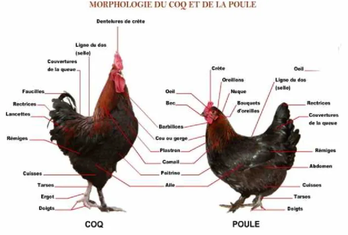 Figure 3 : morphologie du coq et de la poule