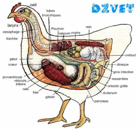Figure 4: anatomie des organes internes de la poule II.4.1. Les os et les muscles :