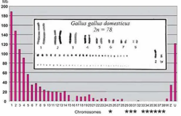 Figure 5 : Séquences et chromosomes de Gallus gallus domesticus (Loukou, 2013).