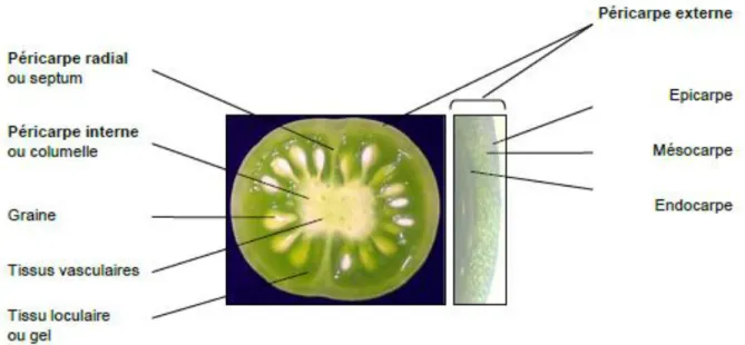 Figure 20 : Figure : Coupe transversale d’un fruit de tomate cerise (Solanum lycopersicum  Mill