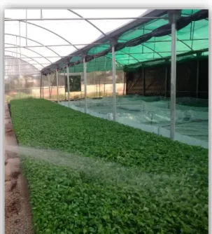 Figure 24 :  irrigation par aspersion en pépinière de  Garden de tomate cerise  « Originale »