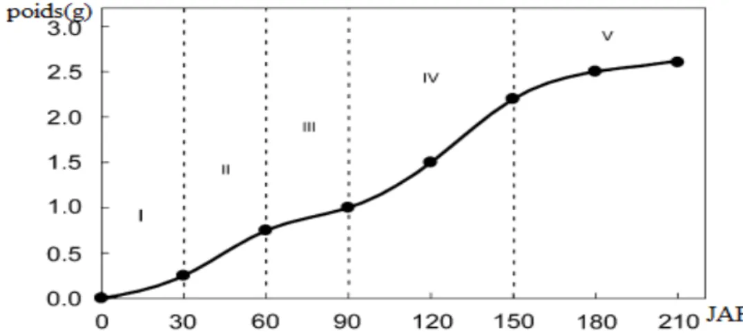 Figure 3 : Étapes de croissance et de développement du fruit d’olive (Conde et al., 2008)