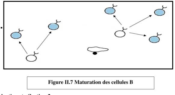 Figure II.7 Maturation des cellules B