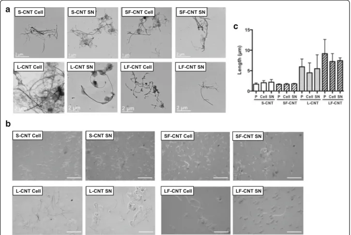 Fig. 5 Microscopy images of CNT after RAW 264.7 macrophages exposure for 48 h. Panel a TEM images of S-, SF-, L- and LF-CNT recovered in RAW 264.7 cells exposed for 48 h to the different CNT