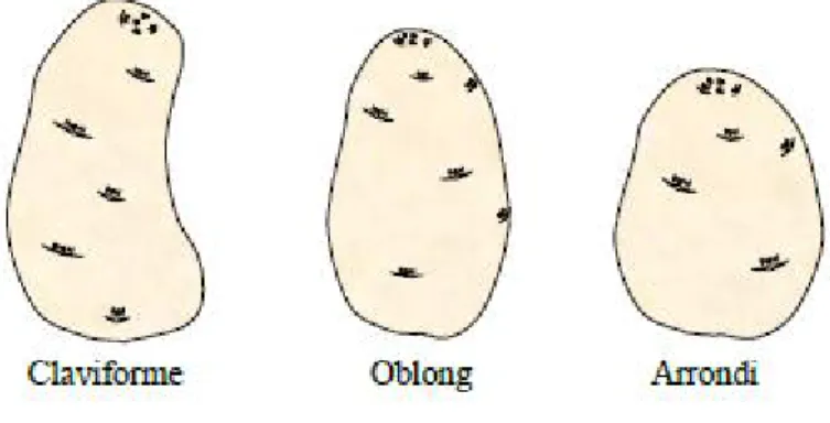 Figure 4 : Les différentes formes des tubercules de pomme de terre.