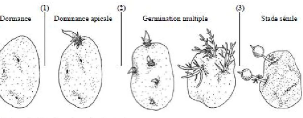 Figure 6 : Les différentes méthodes de multiplication de la pomme de terre 4.1. Cycle sexué