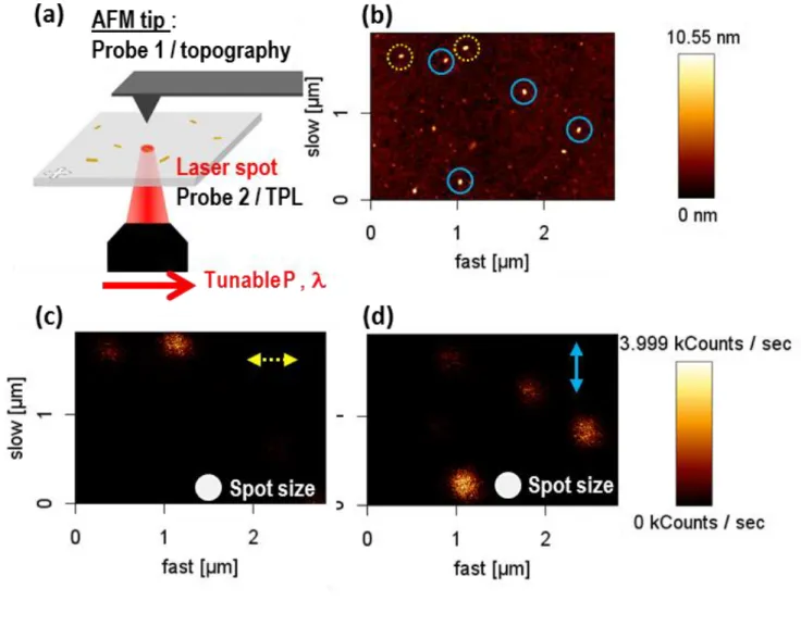 FIGURE 2 : (a) Simplified scheme of the experimental set-up. After the preliminary alignment of the  AFM tip (topography probe) at the laser spot (TPL probe, beam waist 400 nm, represented by a 