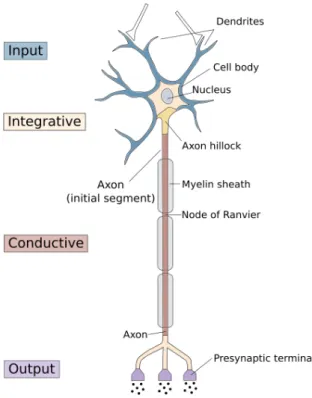 Figure 1.3: The structure of a neuron. Most neurons in the vertebrate nervous system have several main features in common