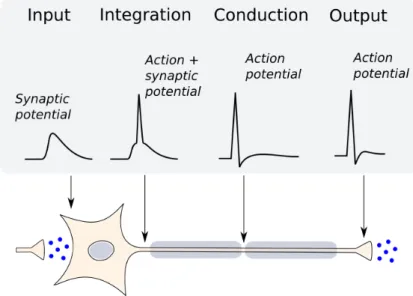 Figure 1.5: The sequence of signals produced by neuron activity. A presynaptic neuron releases excitatory neurotransmitters which initiates a synaptic potential that spreads passively to the trigger zone of the neuron’s axon, where, if passing threshold, i