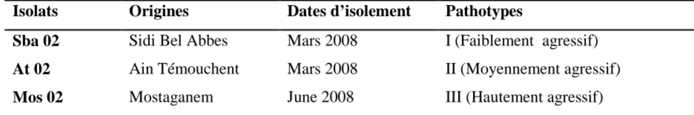 Tableau  16:  Isolats  de  Ascochyta  rabiei  avec  leurs  origines,  dates  d’isolement  et  degré  d’agressivité