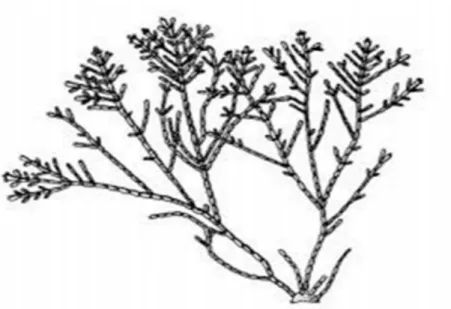 Figure 08 : Aspect général du thalle de Corallina officinalis (De Reviers, 2002). 