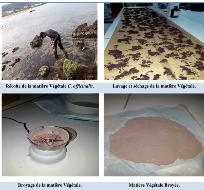 Figure 06 : Les étapes de préparation de la matière Végétale (Photo prise au laboratoire)