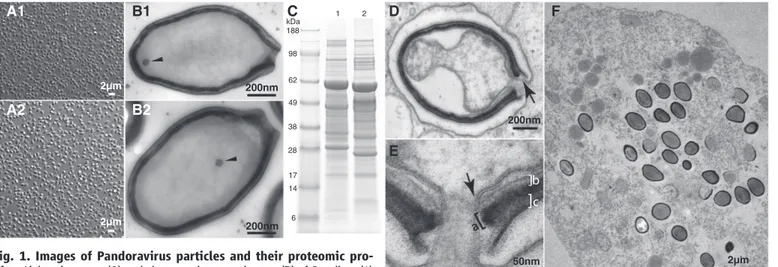 Fig. 1. Images of Pandoravirus particles and their proteomic pro- pro-files. Light microscopy (A) and electron microscopy images (B) of P