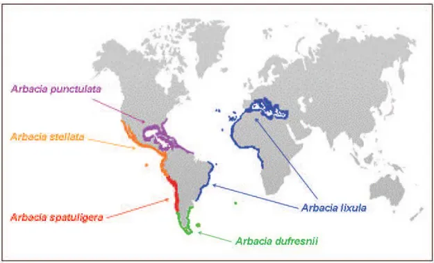 Figure 3. Zones de distribution des cinq espèces existantes du genre Arbacia (in  Wangensteen, 2013) 