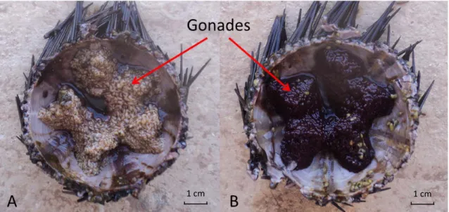 Figure 12. Disposition penta-radiaire des gonades de l’oursin noir A.lixula. 