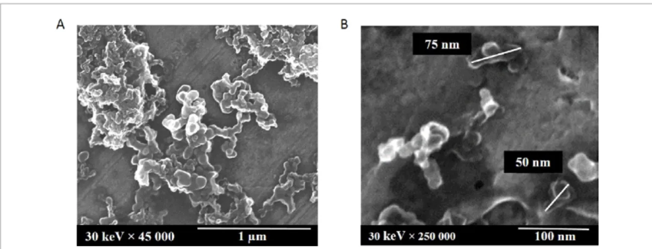 Figure 2.  SEM pictures of atmospheric particles collected on the apron zone: an ELPI membrane of the collection stage 260–400 nm  observed at a magnification of 45 000 (A), and an ELPI membrane of the collection stage 30–60 nm observed at a magnification 