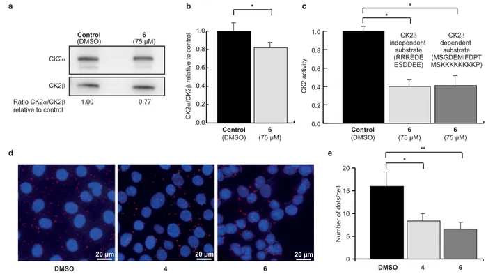 Figure 4.  Uptake and cellular effects of compound 6. Anti-CK2 β  immunoprecipitates were prepared from  MCF10A cells incubated with DMSO (0.5%) or 75  μ M 6 for 4 h