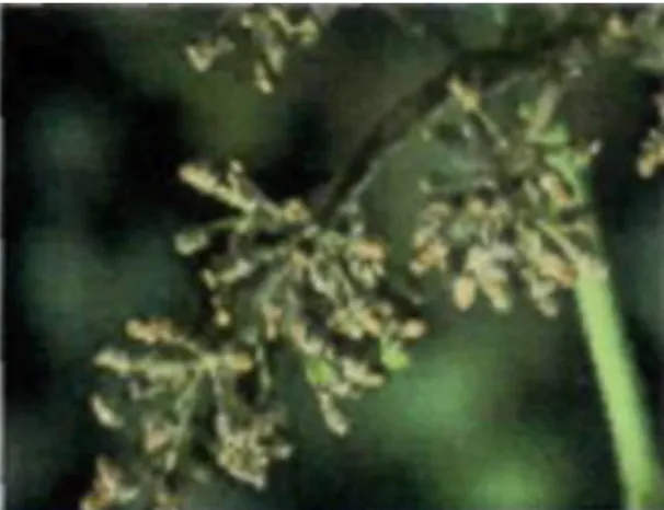 Figure 36 : DRAF SRPV Alsace Mildiou sur inflorescence (agro.basf.fr) 