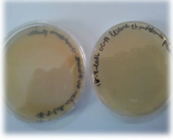 Figure 26: changement de couleur sur milieu SFB (cas de bois). 