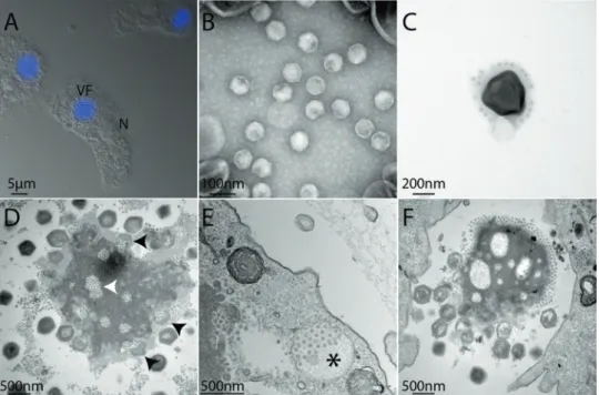 Fig. 1 Microscopy images of Megavirus C vitis and its associated virophage Z. vitis. a Fluorescence image of DAPI-stained A