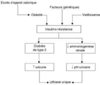 Figure 04 : Mécanisme reliant l’obésité et le diabète type 2 à la formation des calculs (Daudon et  al.,2012) 