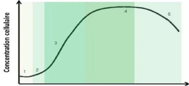 Figure 4. Courbe de croissance théorique chez les microalgues (Richmond, 2004). 