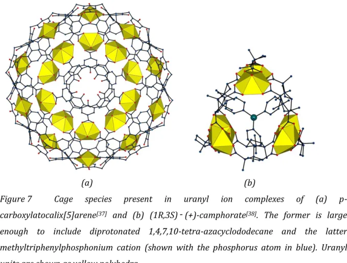 Figure 7  Cage  species  present  in  uranyl  ion  complexes  of  (a)  p- p-carboxylatocalix[5]arene [37]   and  (b)  (1R,3S)‑ (+)-camphorate [38] 