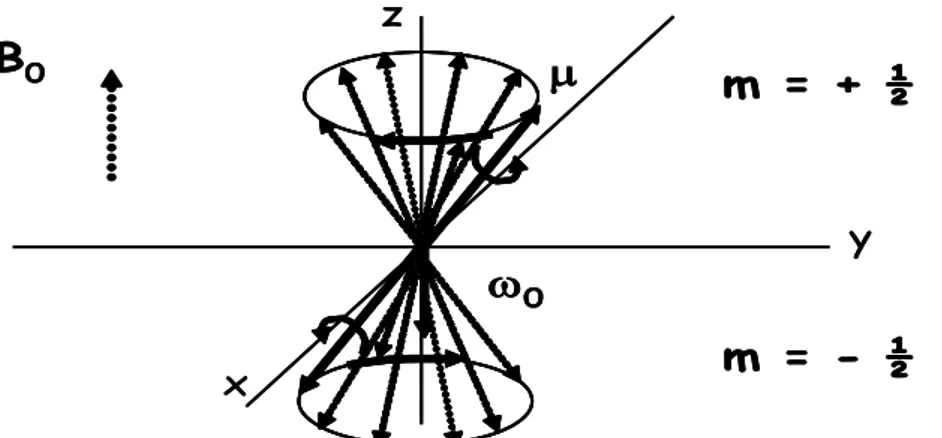 Figure 1.2 : Comportement du moment magnétique dans un champ magnétique  extérieur 