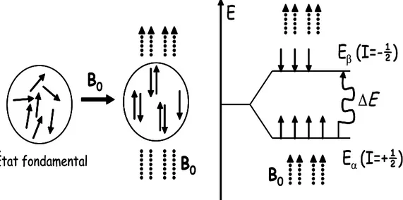 Figure 1.3 :Energie potentielle d’un système où I=1/2. 