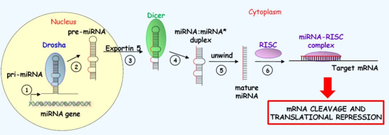 Figure 1.3. Simplified overview of the miRNAs biogenesis pathway where each step of miRNAs biogenesis  and action is indicated
