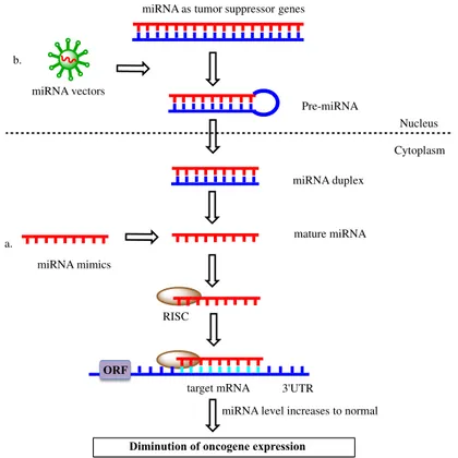 Figure 1.9. Approaches for the overcoming of tumor suppressor miRNAs underexpression. (a) Use of  oligonucleotides designed to mimic endogenous miRNAs