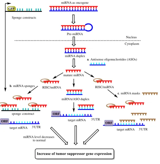 Figure 1.11. Oligonucleotides-based approaches for the inhibition of oncogenic miRNAs (a) Synthetic  antisense oligonucleotides can target mature miRNAs and induce either degradation or duplex  formation